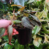 Philodendron Micans Stem Rooted Stems or Pots