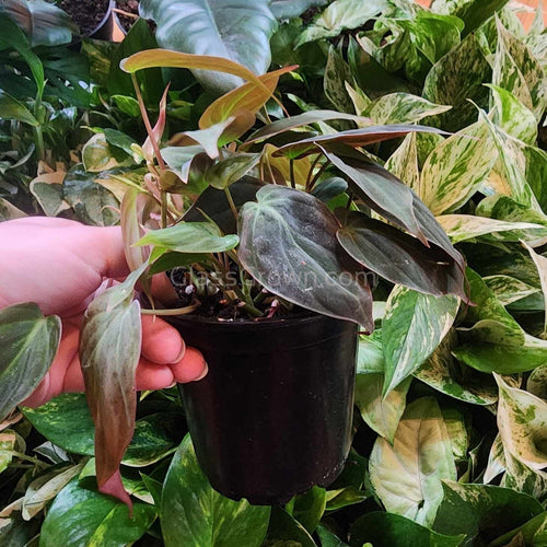 Philodendron Micans Stem Rooted Stems or Pots