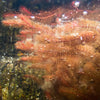 Bunch Red Myrio