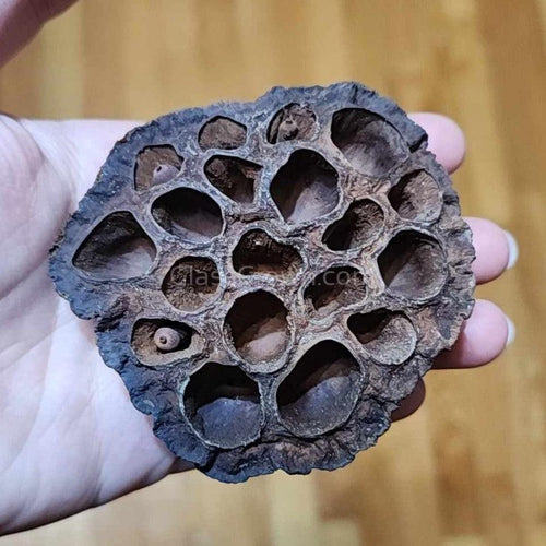 Dried Lotus Pods 3 Pack