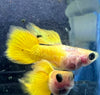 Gold Short GlassBelly Guppy