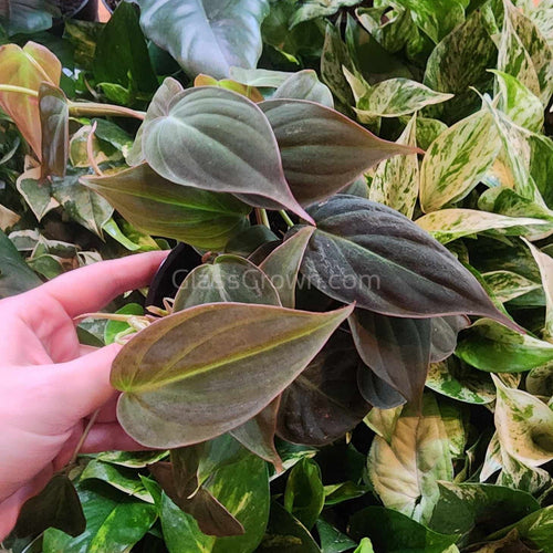 Philodendron Micans Stem Rooted Stems or Pots