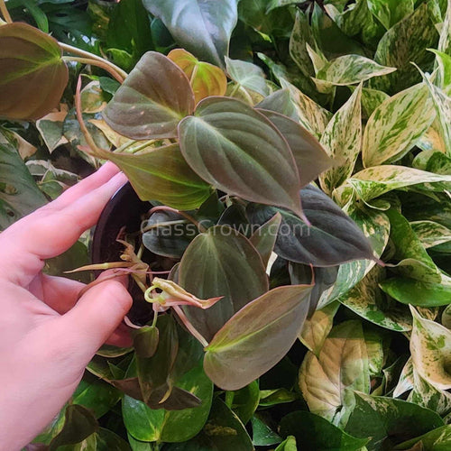 Philodendron Micans Stem Rooted Stems or Pots
