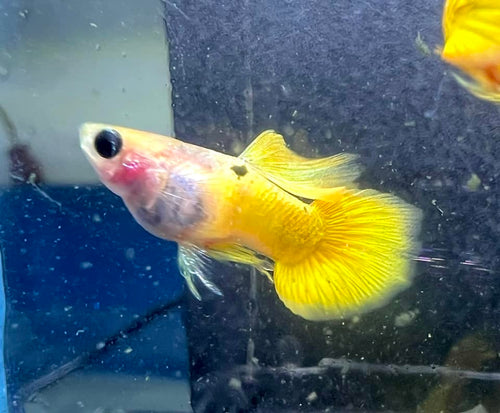 Gold Short GlassBelly Guppy