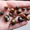 Three-Color Horned Nerite Snail 3 Pack