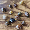 Three-Color Horned Nerite Snail 3 Pack