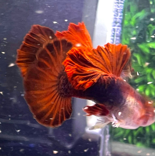 Hb Red Rose Guppy