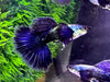 Purple Dragon Guppy