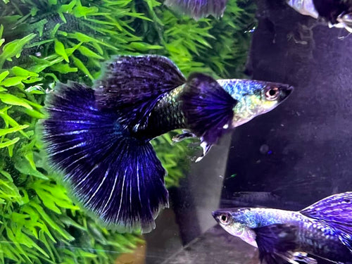 Purple Dragon Guppy