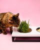 Three Bowls Lunch Bar for Cats