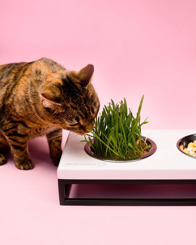 Three Bowls Lunch Bar for Cats