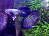 Purple Dragon Guppy