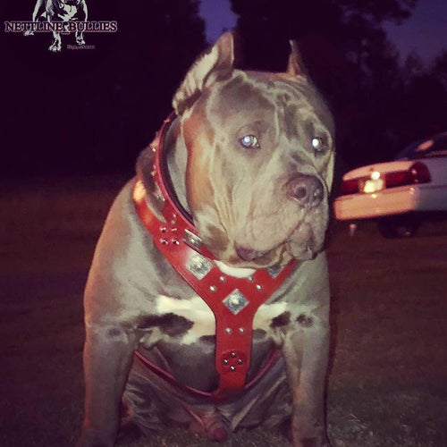 The Eros harness RED