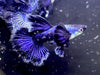 Purple Dragon Guppy