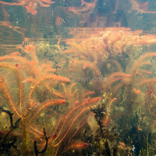 Bunch Red Myrio