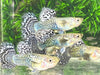 White Tiger Guppy