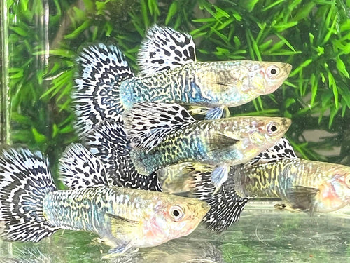 White Tiger Guppy