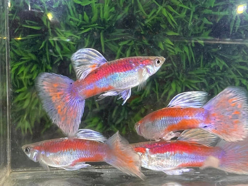 Pink Grass Guppy