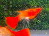 Koi Red Ear Ribbon Butterfly Ear