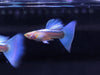 Blue Topaz Guppy Ribbon