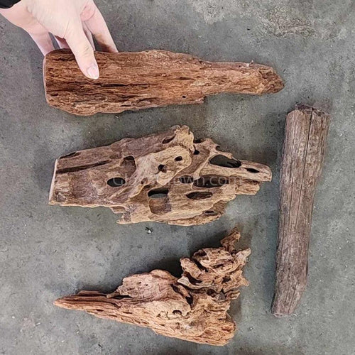 Malaysian Driftwood Medium (7-12)