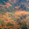 Bunch Red Myrio