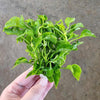 Bunch Alternanthera Bettzickiana Aurea
