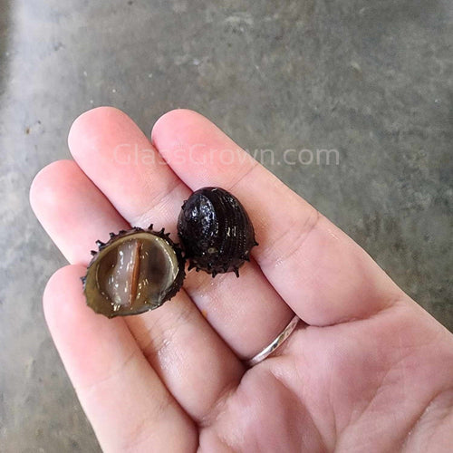 Sea Mine (King Koopa or Durian) Nerite Snail 3 Pack