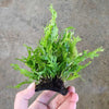 Java Fern Windelov