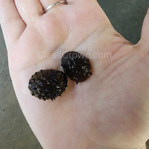 Sea Mine (King Koopa or Durian) Nerite Snail 3 Pack