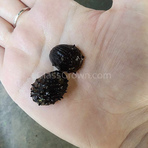 Sea Mine (King Koopa or Durian) Nerite Snail 3 Pack