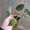 Philodendron Micans Stem Rooted Stems or Pots