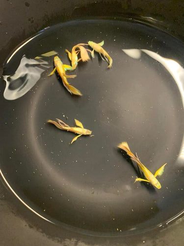 Full 24k Gold Ribbon guppy