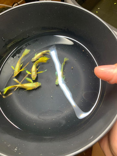 Full 24k Gold Ribbon guppy