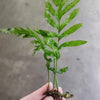 African Water Fern (Bolbitis Heudelotii)