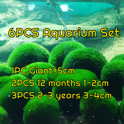 Live Marimo Moss Ball Aquarium 6PCS Set Kokedama Ball for 20 Gallon Aquarium