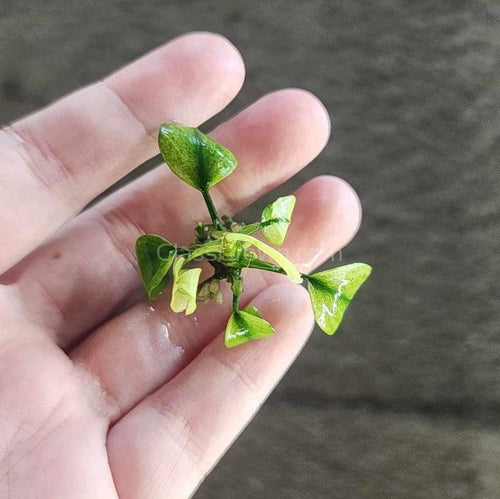 Anubias Nana Pinto