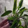 Potted Cryptocoryne Becketti (Water Trumpet)