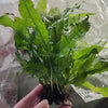 Java Fern