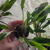 Potted Cryptocoryne Becketti (Water Trumpet)