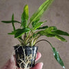 Potted Cryptocoryne Becketti (Water Trumpet)