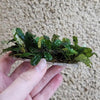 Bucephalandra 3 Steel Mat