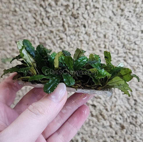 Bucephalandra 3 Steel Mat