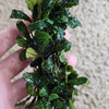 Bucephalandra 3 Steel Mat