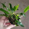 Potted Cryptocoryne Becketti (Water Trumpet)