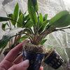 Potted Cryptocoryne Becketti (Water Trumpet)