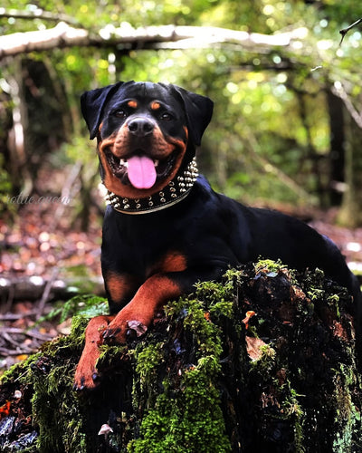 The Gold Giant collar