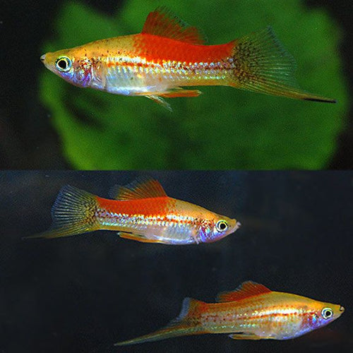 Pineapple Swordtail