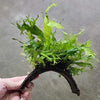 Java Fern Windelov