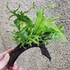 Java Fern Windelov